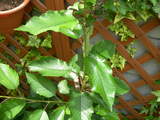 DSCN2079