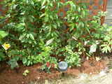 DSCN2077