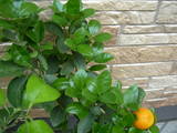 DSCN2085