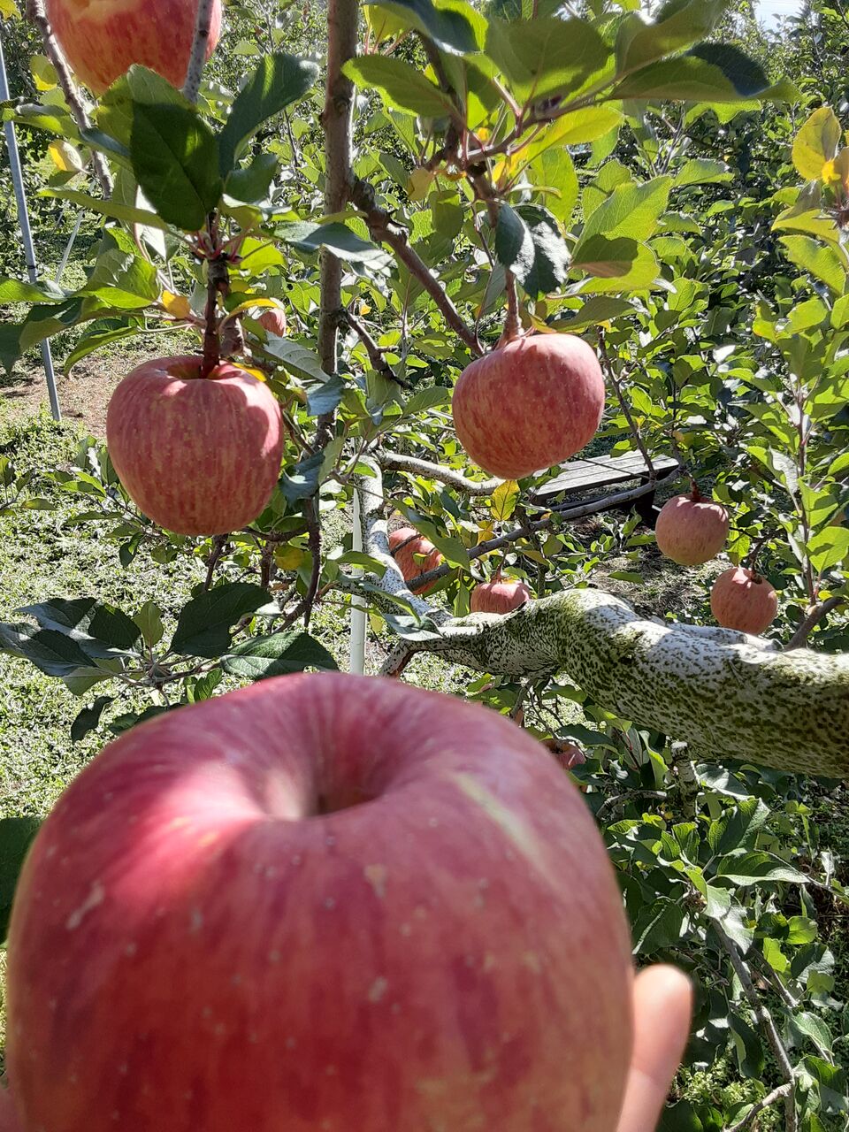 染谷りんご園へ もはや何度め 四季折々旬の素材を使用 スイーツ専門移動販売車 走る癒しの甘味処 Sweets 和甘 のこばなし