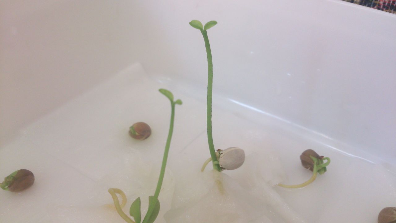 スイーツ沖縄店長がシークヮーサーの発芽に挑戦 ネットショップ スイーツ沖縄 Blog