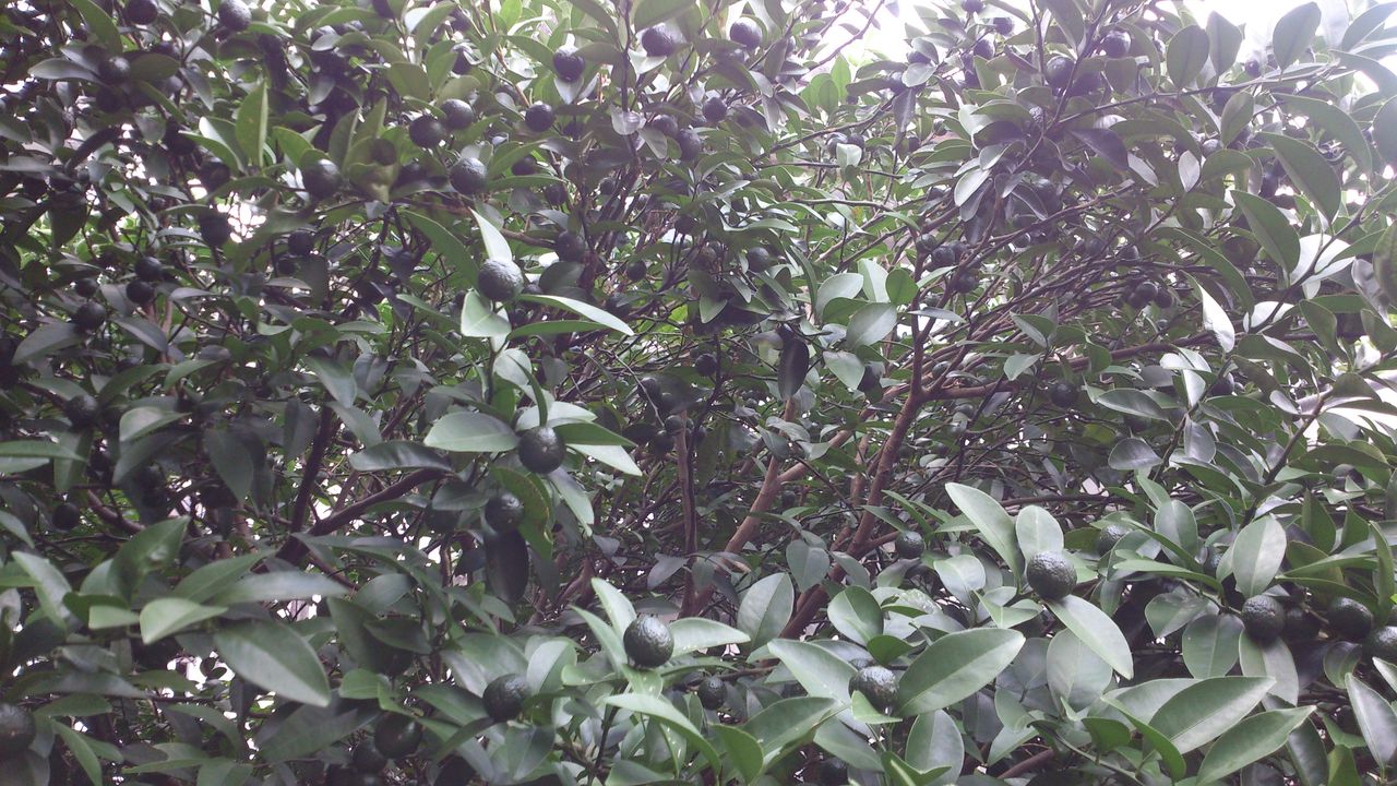 スイーツ沖縄店長が栽培するシークヮーサー 豊作を期待 ネットショップ スイーツ沖縄 Blog