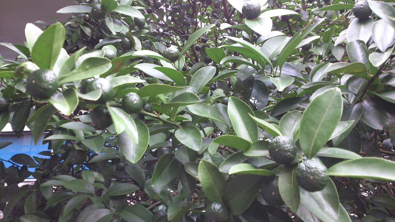 スイーツ沖縄店長が栽培するシークヮーサー 豊作を期待 ネットショップ スイーツ沖縄 Blog