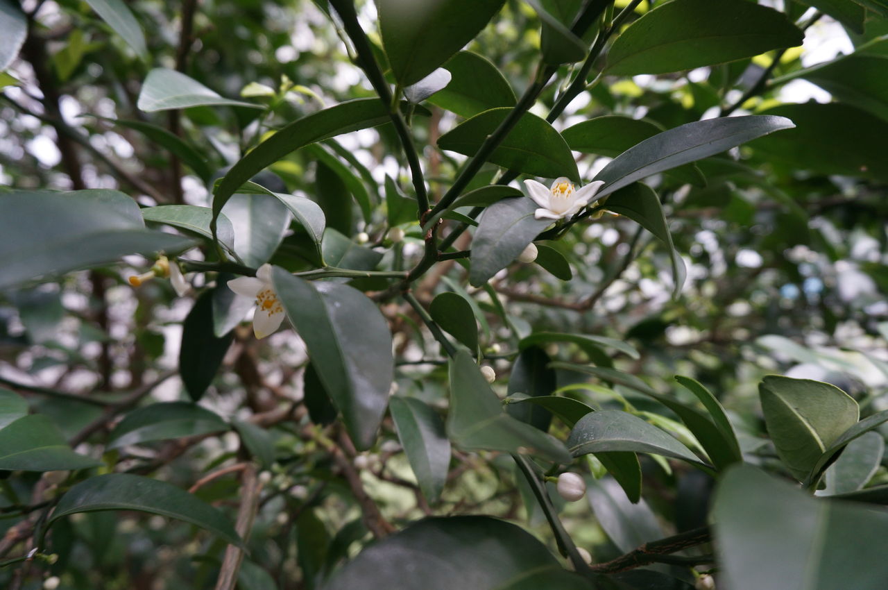 スイーツ沖縄店長が栽培するシークヮーサー 開花第１号 ネットショップ スイーツ沖縄 Blog