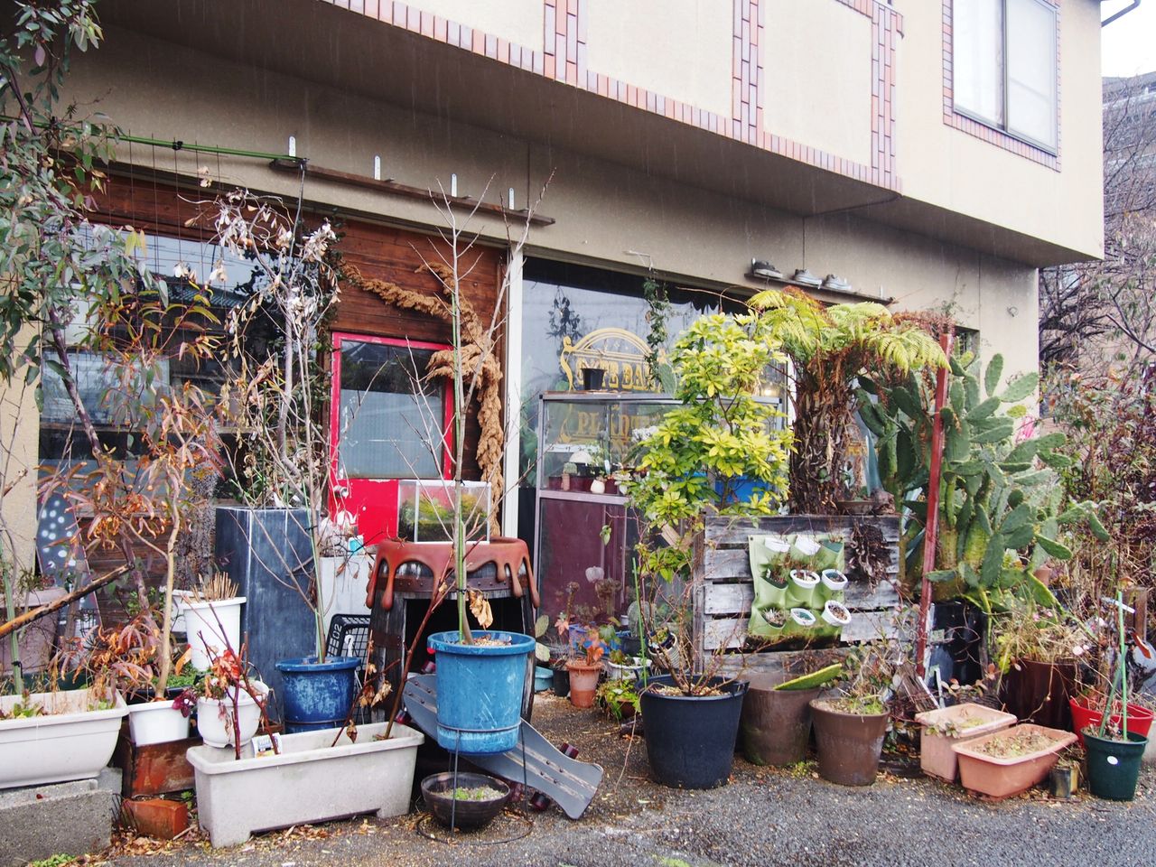 京都 秘密基地植物園とカフェバー の華やか過ぎる花畑ティラミスを堪能 食用花で埋め尽くされていて本体が見えません スイーツハンター月ウサギの食べ日記