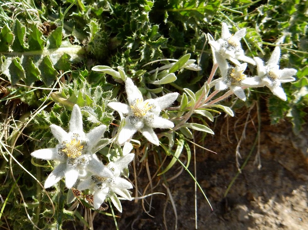 エーデルワイスの花伝説 スイス ツェルマット スイス 26の旅の扉