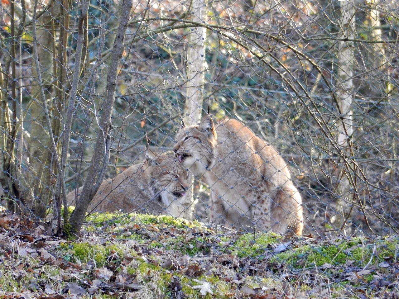 スイスに住む野生の動物 オオヤマネコ スイス バーゼル スイス 26の旅の扉 スイスに住む野生の動物 オオヤマネコ スイス バーゼル スイス 26の旅の扉
