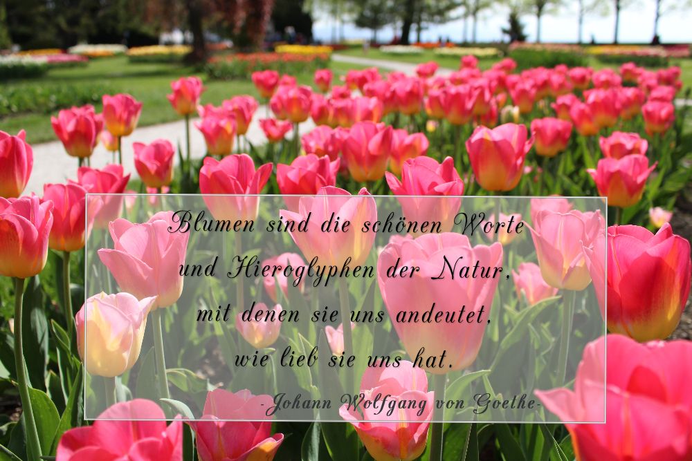 花は自然の美しい言葉 スイス モルジュ スイス 26の旅の扉