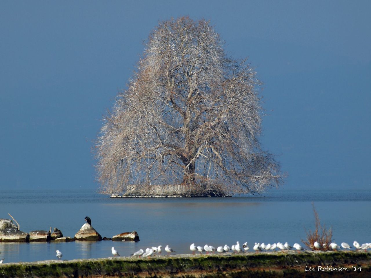 バイロンの詩に詠われている レマン湖に浮かぶ小さな島 Lle De Peilz ヴィルヌーヴ Villeneuve 冬 スイス 26の旅の扉