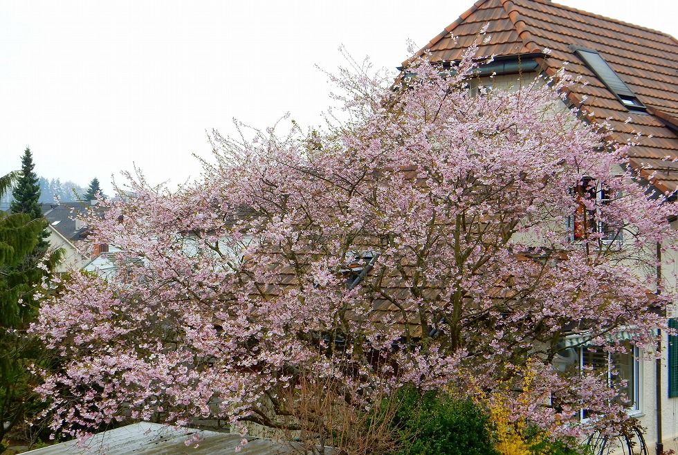 和みの時 二色の日本の桜が満開 バーゼル郊外 スイス Mar 24 17 スイス 26の旅の扉