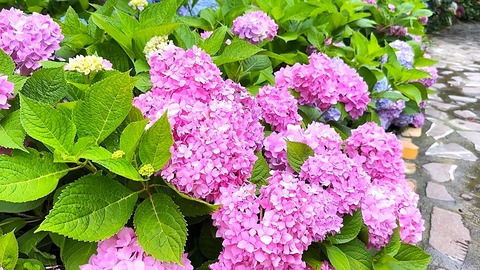 ６月