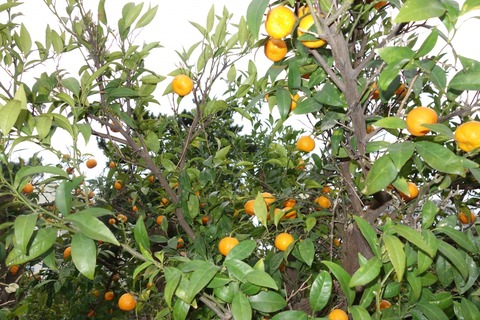 DSC00070