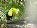 toucan