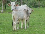 animal