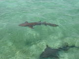 shark