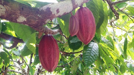 Cacao red - ¥³¥Ô¡¼