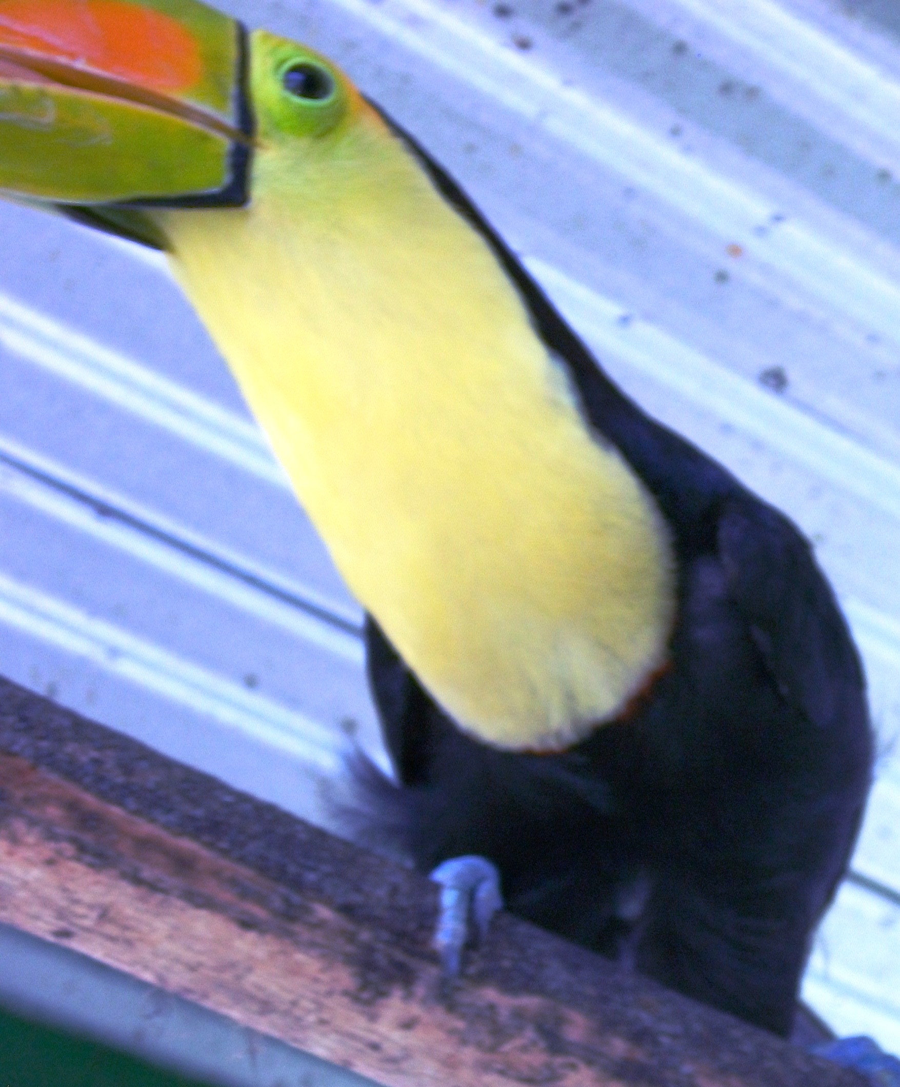 toucan