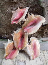 conch