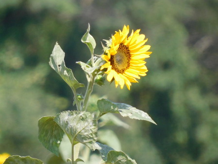 DSCN0333
