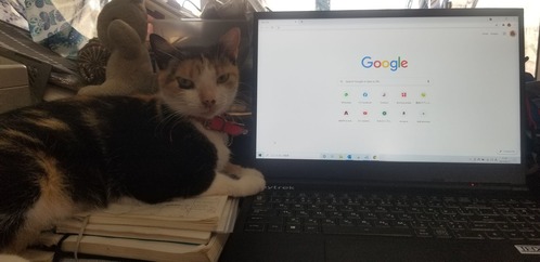 Neko