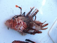 lion fish2