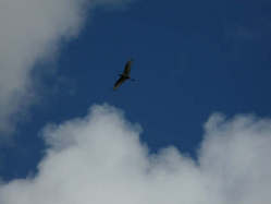 JABIRU