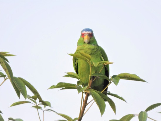 parrot