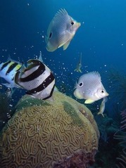 belize aggressor foureye butterflyfish