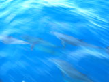 dolphin