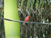 100B1581 Vermillion Flycatcher