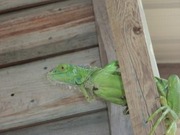 iguana