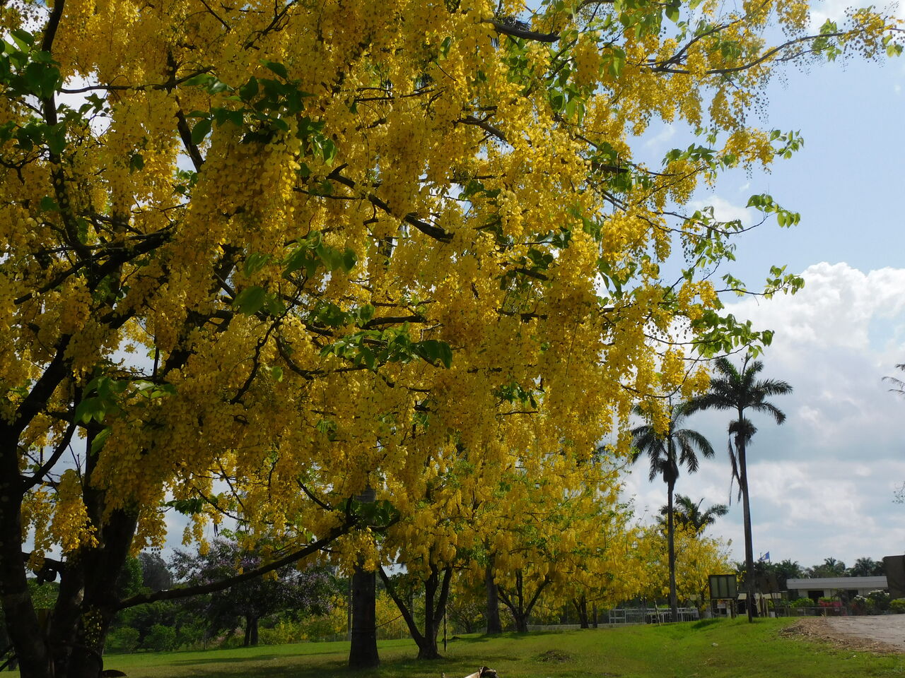 Golden TreeÊÂÌÚ