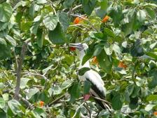 Red footed Booby