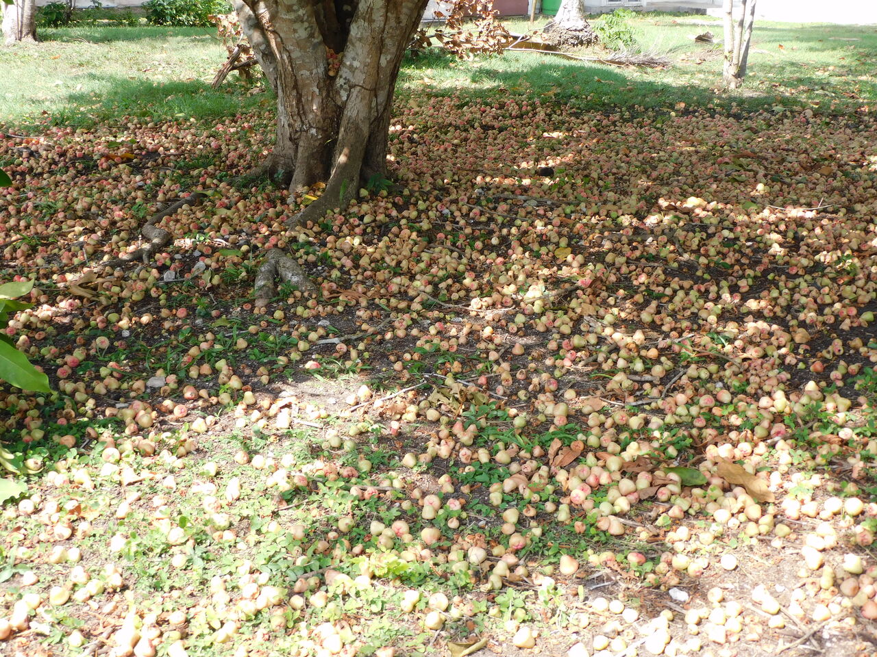 DSCN3541
