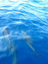 dlyphin