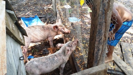 piG