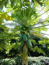 papaya tree