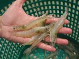 shrimp1