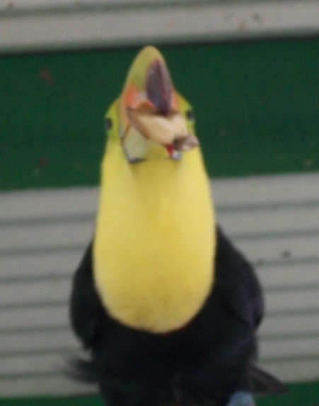toucan4