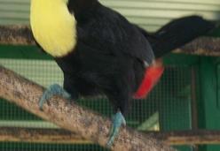 toucan3