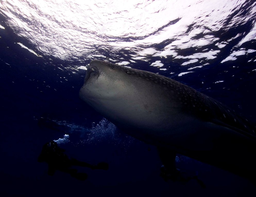 Whale Shark 6