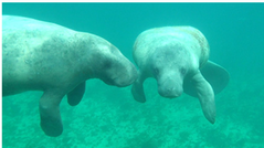 Manatee