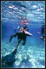 shark alay