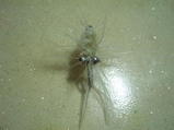 fly10