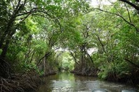 mangrove