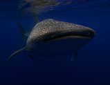whale shark 3r