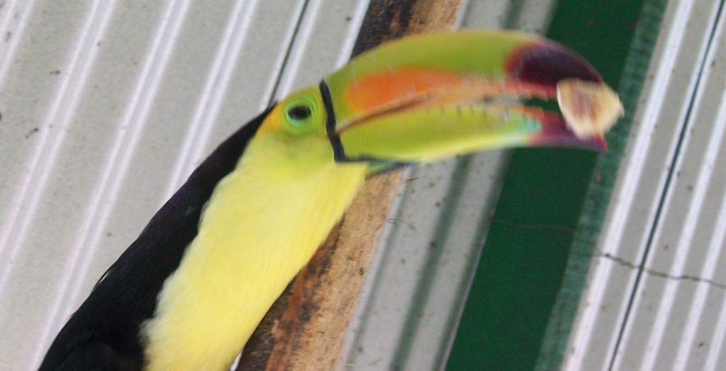 toucan1