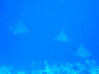 green ray
