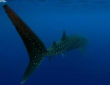 Whale Shark 10