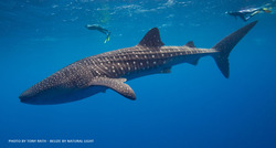 WHALE SHARK - TONY RATH